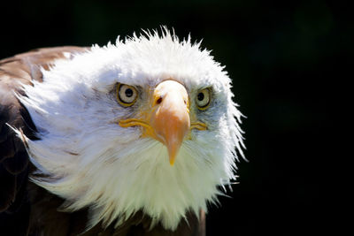 Alert bald eagle looking away against black background