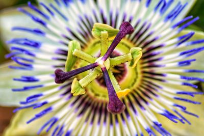 Close-up of purple flowering plant