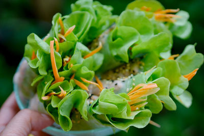 Close-up of hand holding leaf