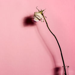 Close-up of insect on pink flower