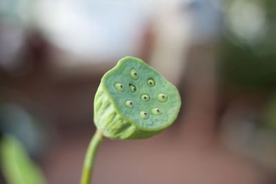 Close-up of plant pod growing outdoors