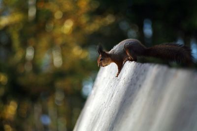 Close-up of squirrel on tree