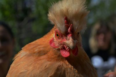 Close-up of hen during sunny day