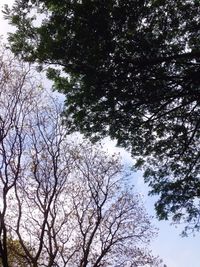 Low angle view of trees against sky