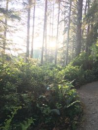 Sun shining through trees in forest