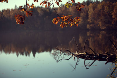 Close-up of birds in lake against sky