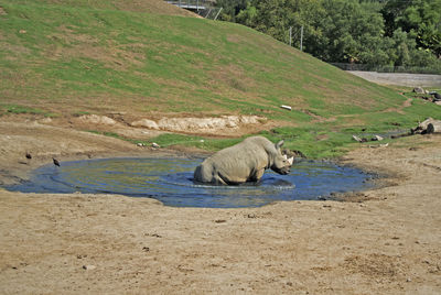 Rhino cooling off in water