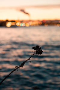 Close-up of sea against sky during sunset