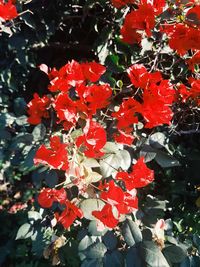 Close-up of red flowers blooming outdoors