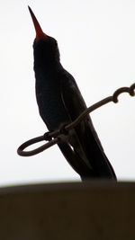 Close-up of bird perching