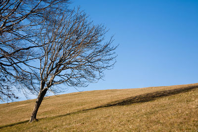 Bare tree on field against clear blue sky