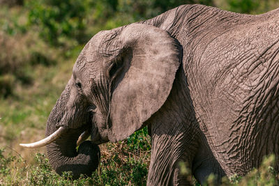 Close-up of elephant on field