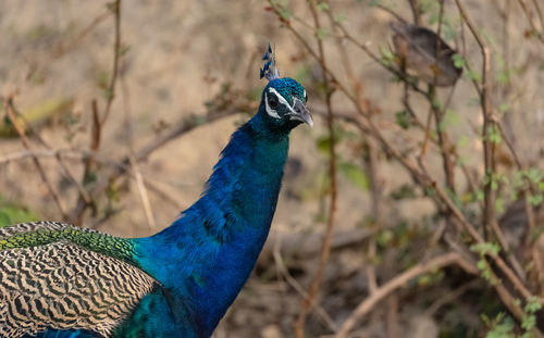 Close-up of a peacock