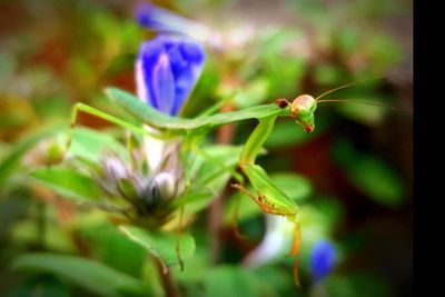 Close-up of insect on flower