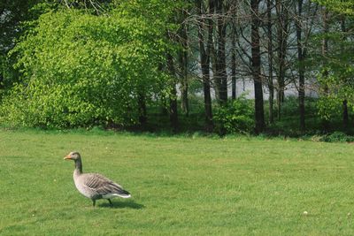 Ducks on field