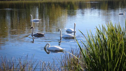 Swans swimming in lake