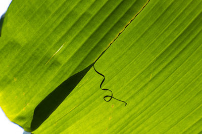 Full frame shot of green leaf