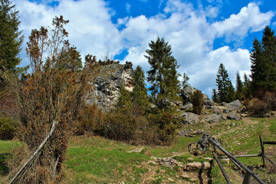 Trees growing on field against sky