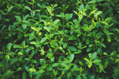 Full frame shot of fresh green plants