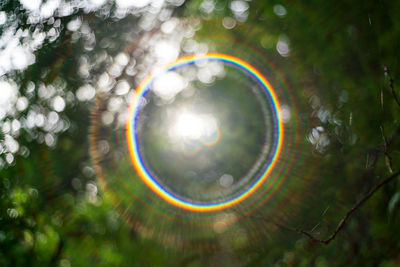 View of bubbles against trees