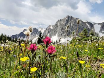 Purple flowering plants on field against mountains