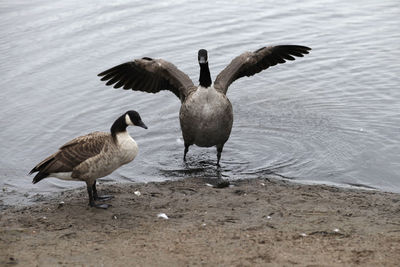 Flock of birds on beach