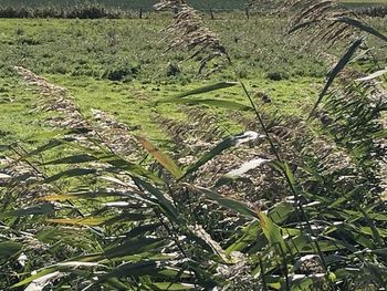 Plants growing on field