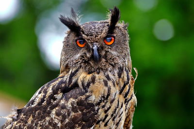 Close-up portrait of eagle owl