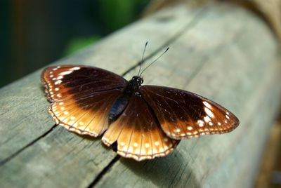 Close-up of butterfly perching on leaf