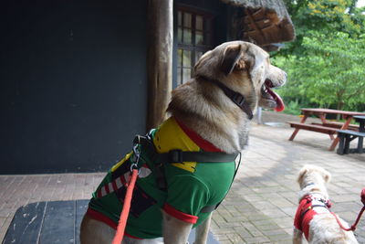 Dog looking away outdoors