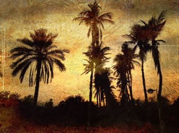 Palm trees at sunset