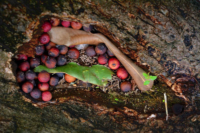 Close-up of fruits on tree trunk