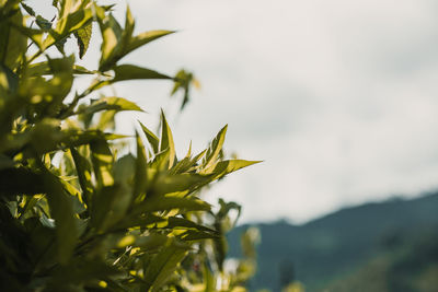 Close-up of plant against sky