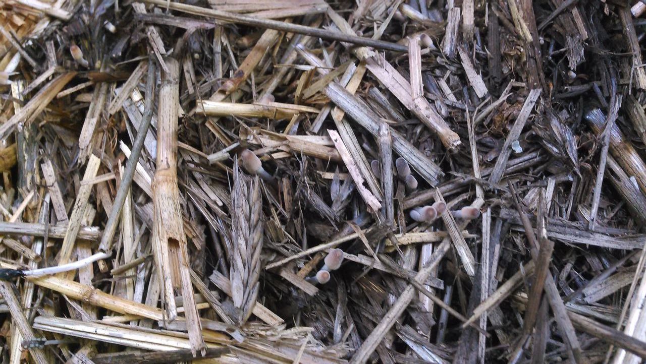 HIGH ANGLE VIEW OF DRIED PLANTS ON WOOD