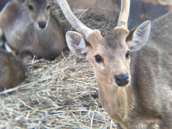 Portrait of deer