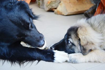 Dog lying down