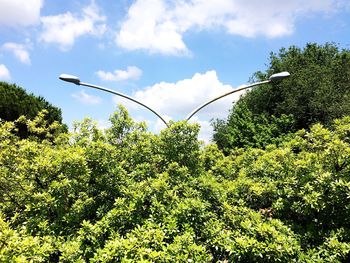 Trees against sky