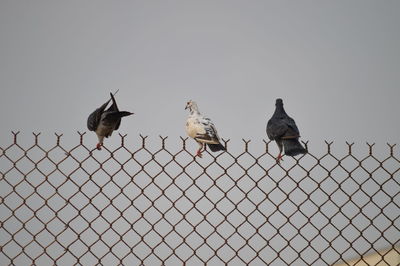 Birds perching on metal fence against sky