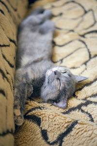 Close-up of the little cute gray kitten taking a nap on the sofa