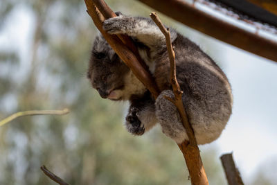 Low angle view of koala on branch