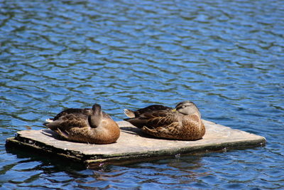 Mallard duck swimming on lake