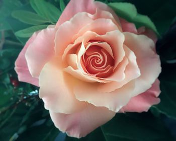 Close-up of pink rose