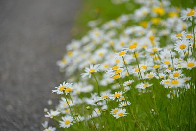 Close-up of yellow flowers on field