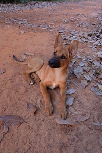 Dog in zoo