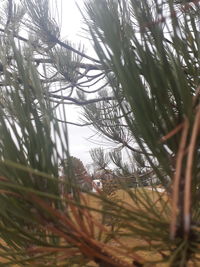 Low angle view of pine trees against sky