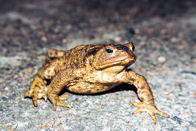 Close-up of a lizard on rock