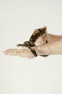 Close-up of man hand against white background