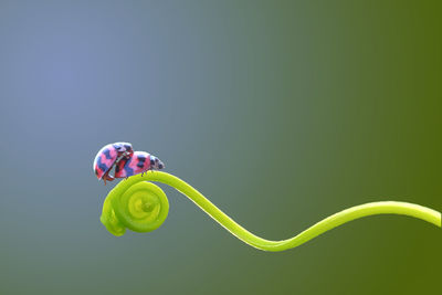 Close-up of ladybugs mating on plant