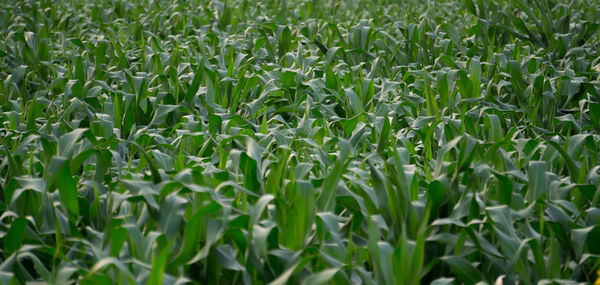 Full frame shot of fresh green field