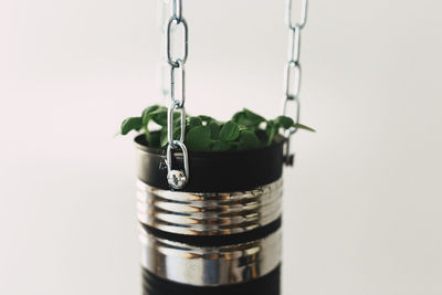 Close-up of potted plant against white background